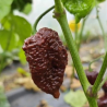 Jigsaw Chocolate 10 seeds
