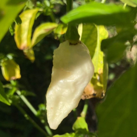 Naga White (Branca) 10 sementes