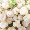 Moruga Scorpion White 10 seeds