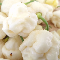 Moruga Scorpion Branca 10 sementes