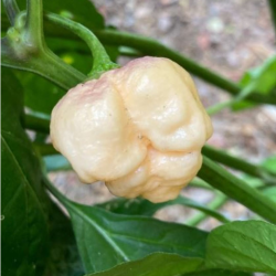 Moruga Scorpion Branca 10 sementes