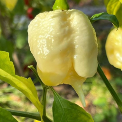 Moruga Scorpion White 10 seeds