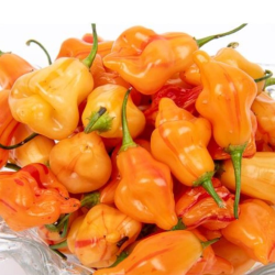 Tangerine Tiger 10 sementes