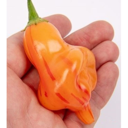 Tangerine Tiger 10 sementes