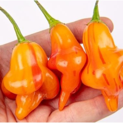 Tangerine Tiger 10 sementes