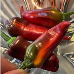 Tiger Jalapeno 10 sementes