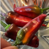 Tiger Jalapeno 10 sementes