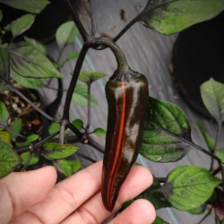 Tiger Jalapeno 10 sementes