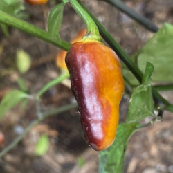 Puma Pepper: The Ornamental of Fire and Shadow