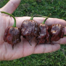 copy of Carolina Reaper Caramel 10 seeds