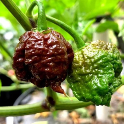 Carolina Reaper Chocolate 10 sementes