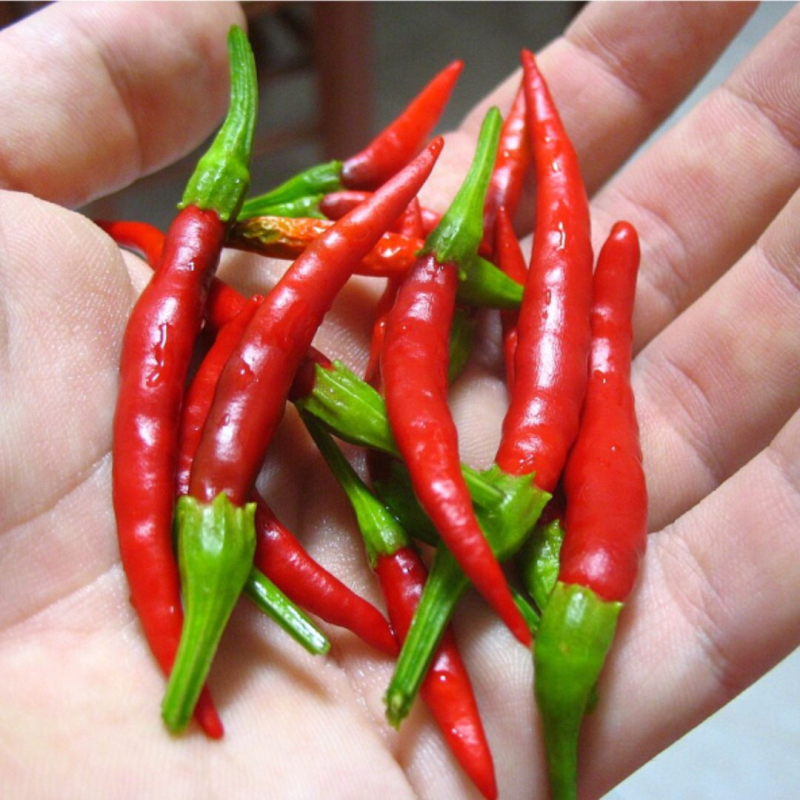 Chile de Árbol 10 sementes