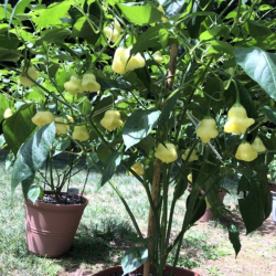 Aji Fantasy White Branca 10 sementes