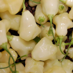 Aji Fantasy White Branca 10 sementes