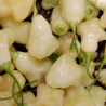 Aji Fantasy White Branca 10 sementes