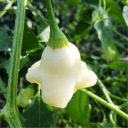 Aji Fantasy White Branca 10 sementes