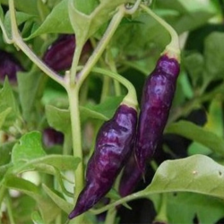 copy of KS White Thai 10 seeds