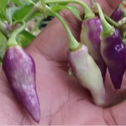 White Condor's Beak 10 seeds