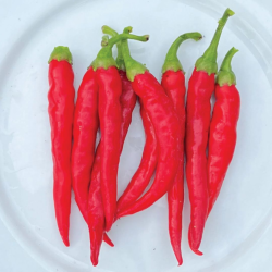 Chile de Árbol 10 sementes