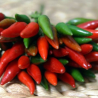Jindungo 10 seeds