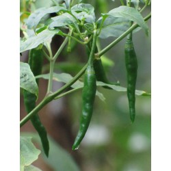 Kacha Morich Bangladeshi কাঁচা মরিচ - 10 sementes