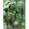 Kacha Morich Bangladeshi কাঁচা মরিচ - 10 sementes