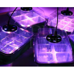 Kit Germinação 2 Bandejas + 2 Leds de Crescimento rápido