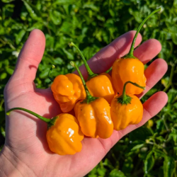 Aji Mango 10 sementes