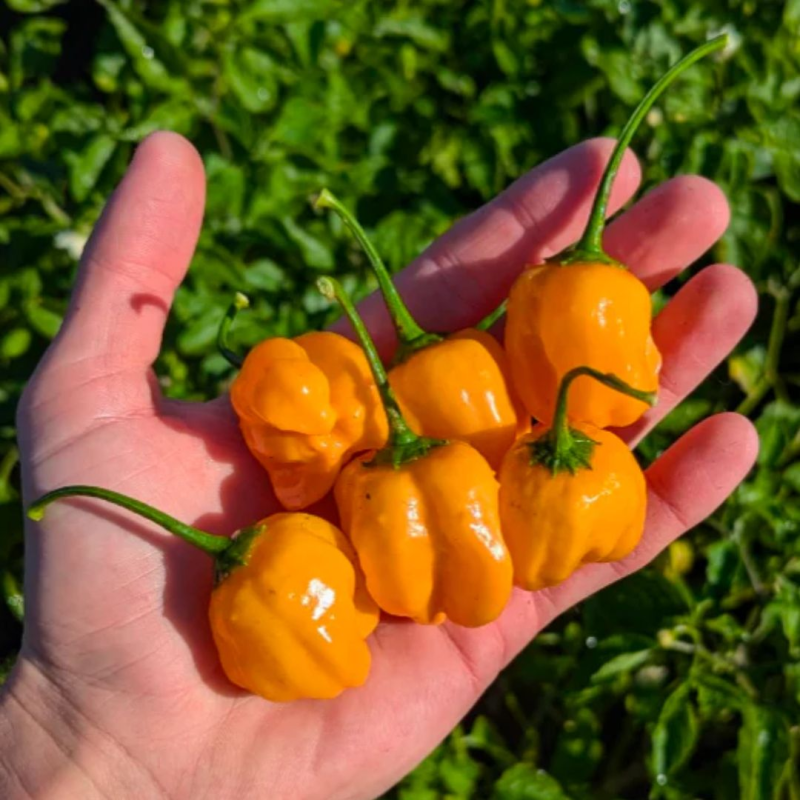Aji Mango 10 sementes