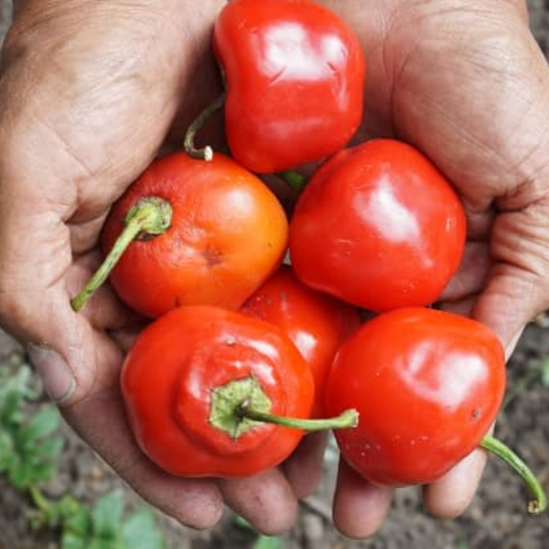 Aji Rocoto - 10 sementes