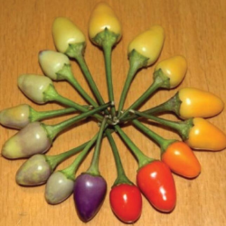 Bolivian Rainbow – A pimenta que é fogo com estilo