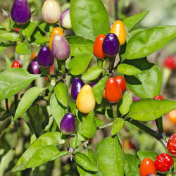 Bolivian Rainbow – A pimenta que é fogo com estilo