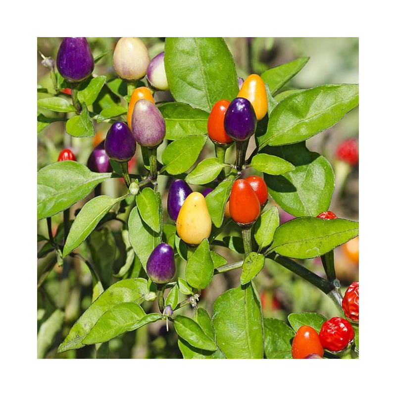 Bolivian Rainbow – A pimenta que é fogo com estilo
