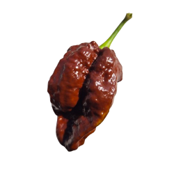 Naga Tiger Chocolate 10 sementes