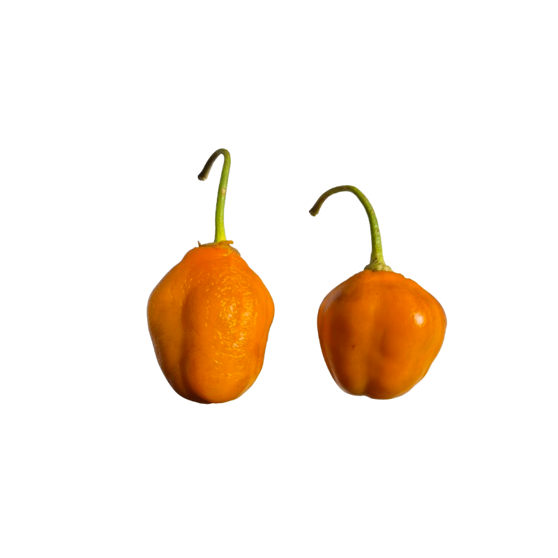 Aji Oro Rocoto 10 seeds