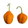 Aji Oro Rocoto - 10 sementes
