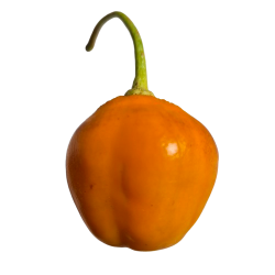 Aji Oro Rocoto - 10 sementes
