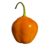 Aji Oro Rocoto - 10 sementes