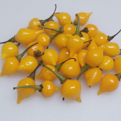 Biquinho Amarelo 10 sementes