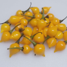 Biquinho Amarelo 10 sementes