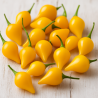 Biquinho Amarelo 10 sementes