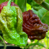 7 Pot Douglah 10 seeds