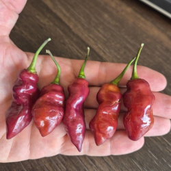 Pink Tiger X Reaper 10 sementes