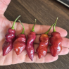 Pink Tiger X Reaper 10 sementes