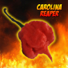 PACK II  Trio Carolina Reaper, Scorpion e Jolokia 30 sementes