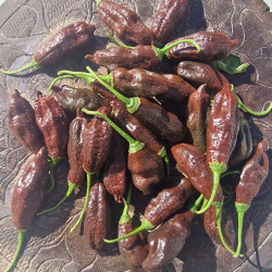 Aji Machu Pichu 10 seeds