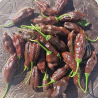 Aji Machu Pichu 10 seeds