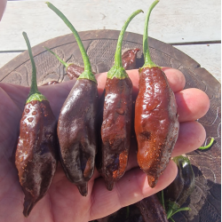 Aji Machu Pichu 10 seeds