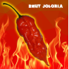 PACK II  Trio Carolina Reaper, Scorpion e Jolokia 30 sementes