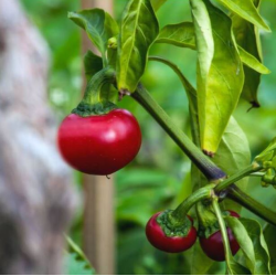 Cherry Bomb 10 sementes